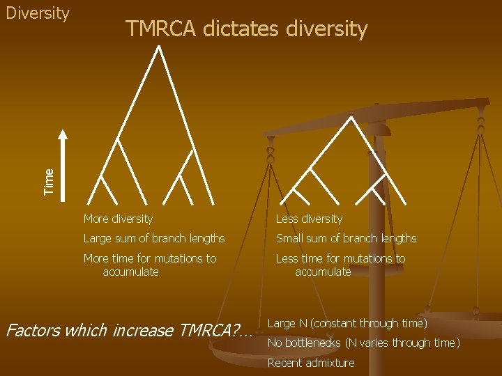 TMRCA dictates diversity Time Diversity More diversity Less diversity Large sum of branch lengths