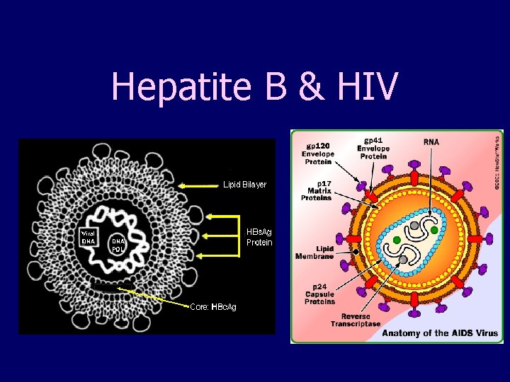 Hepatite B & HIV 