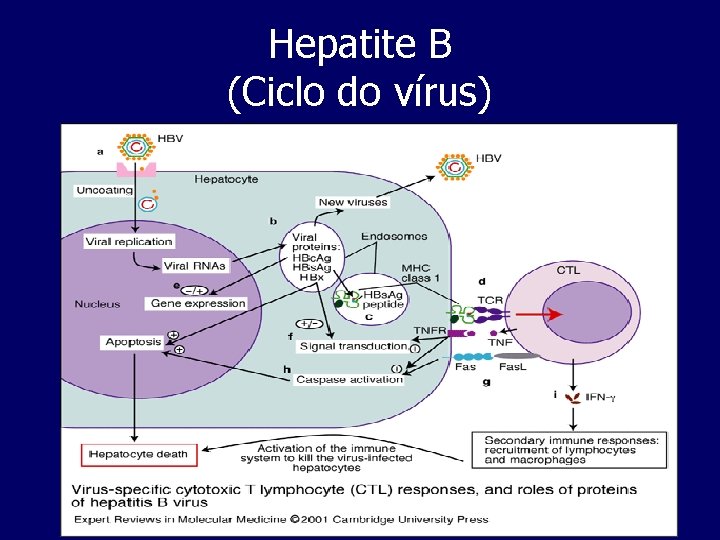 Hepatite B (Ciclo do vírus) 