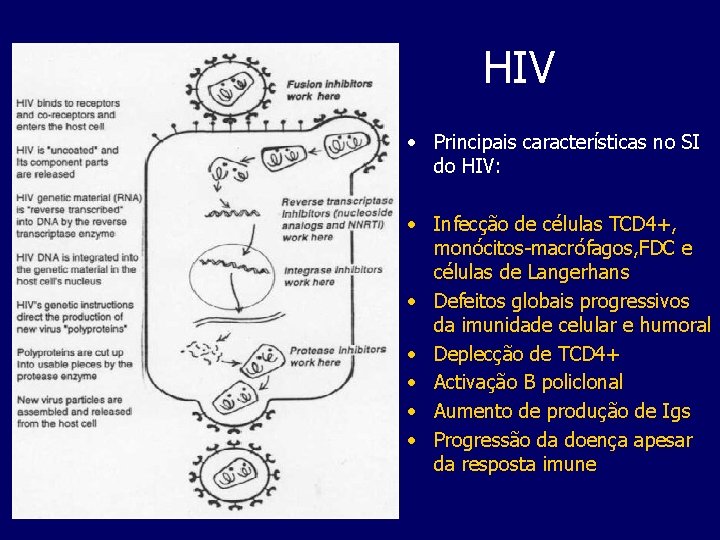 HIV • Principais características no SI do HIV: • Infecção de células TCD 4+,