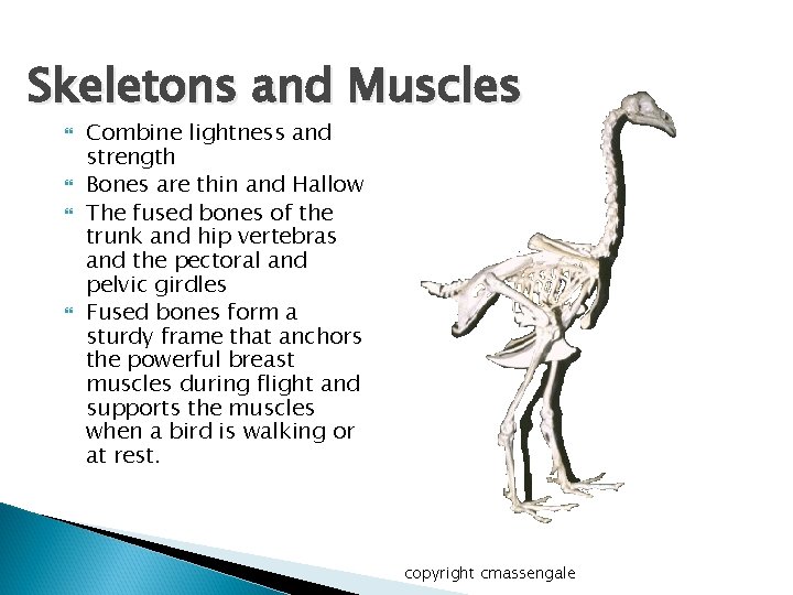 Skeletons and Muscles Combine lightness and strength Bones are thin and Hallow The fused