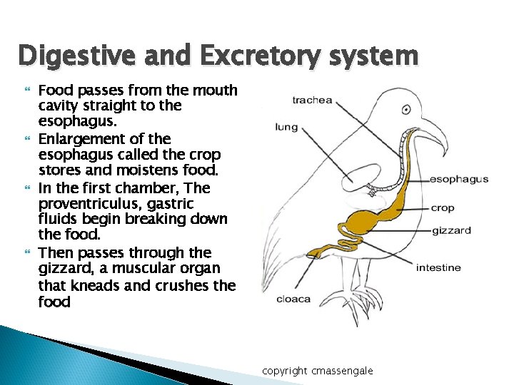 Digestive and Excretory system Food passes from the mouth cavity straight to the esophagus.