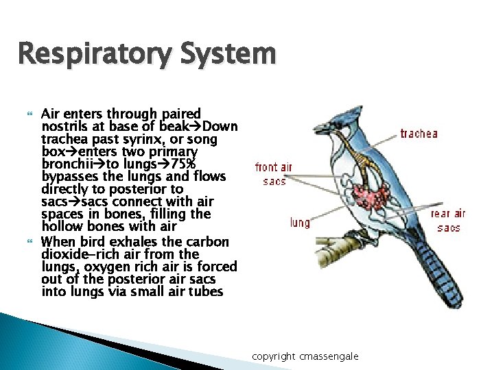 Respiratory System Air enters through paired nostrils at base of beak Down trachea past