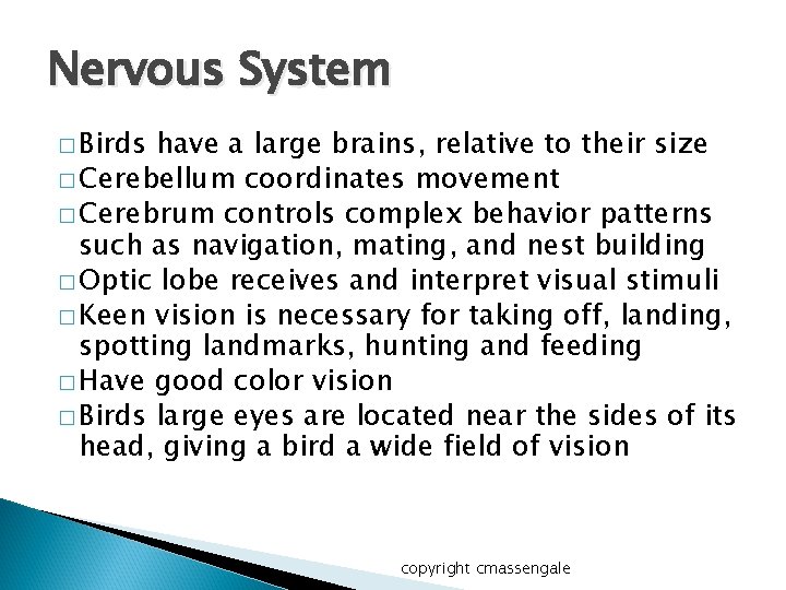 Nervous System � Birds have a large brains, relative to their size � Cerebellum