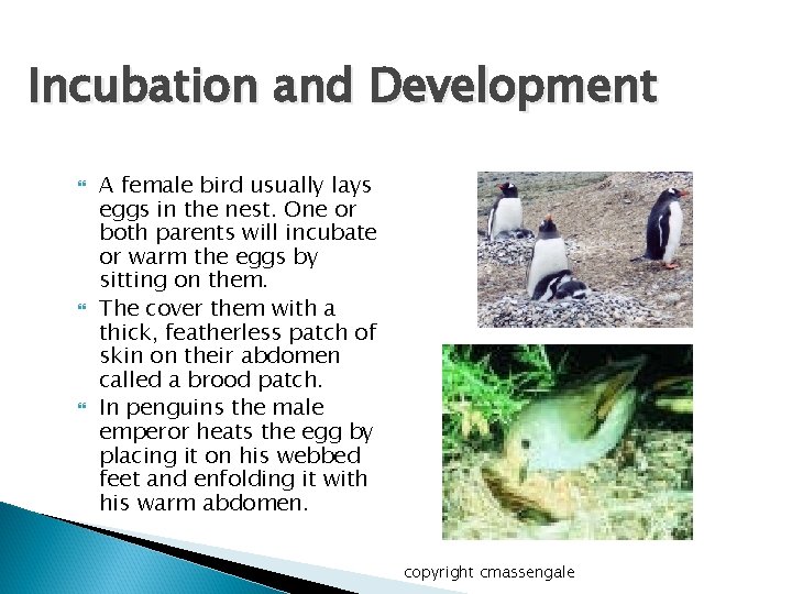 Incubation and Development A female bird usually lays eggs in the nest. One or