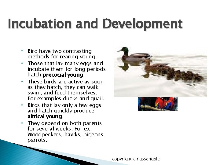 Incubation and Development Bird have two contrasting methods for rearing young. Those that lay