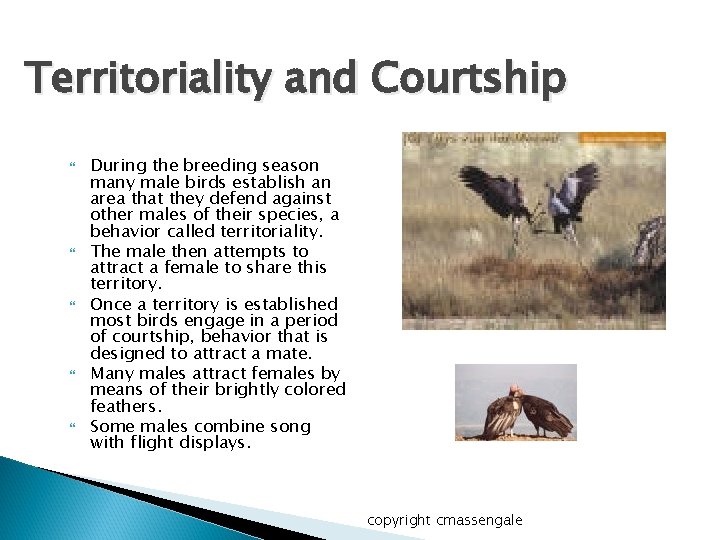 Territoriality and Courtship During the breeding season many male birds establish an area that