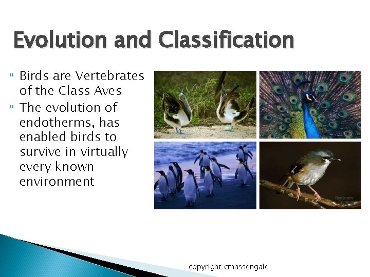 Evolution and Classification Birds are Vertebrates of the Class Aves The evolution of endotherms,