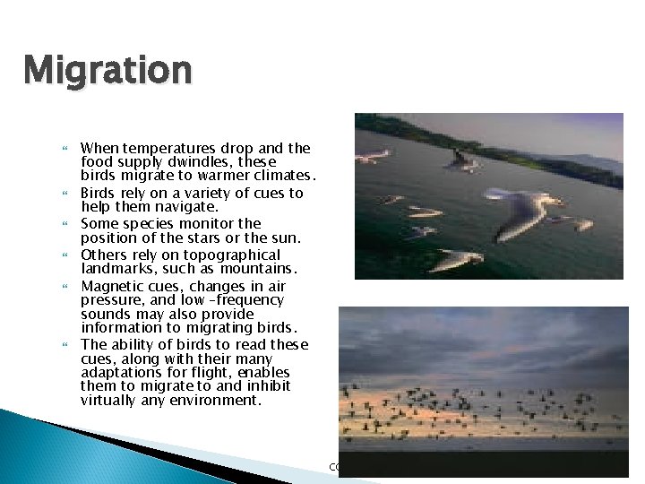Migration When temperatures drop and the food supply dwindles, these birds migrate to warmer