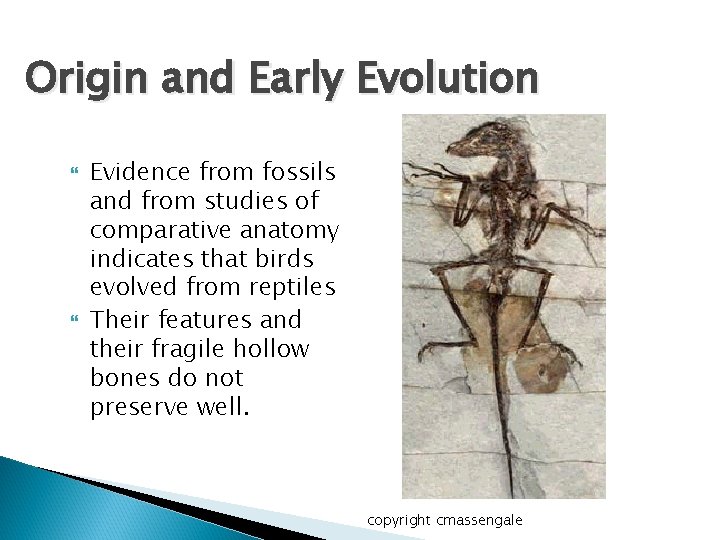 Origin and Early Evolution Evidence from fossils and from studies of comparative anatomy indicates