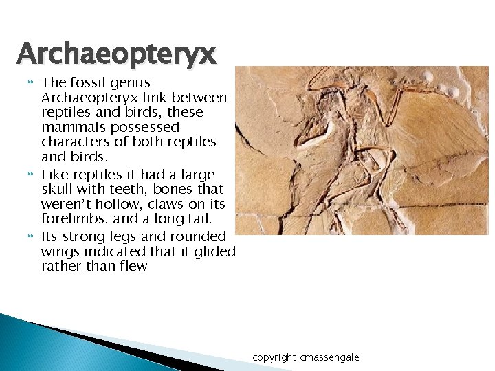 Archaeopteryx The fossil genus Archaeopteryx link between reptiles and birds, these mammals possessed characters