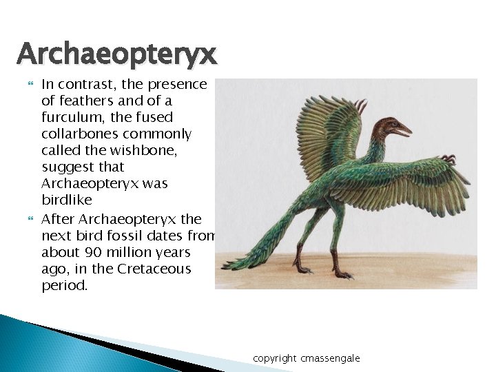 Archaeopteryx In contrast, the presence of feathers and of a furculum, the fused collarbones