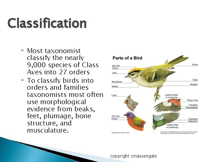 Classification Most taxonomist classify the nearly 9, 000 species of Class Aves into 27