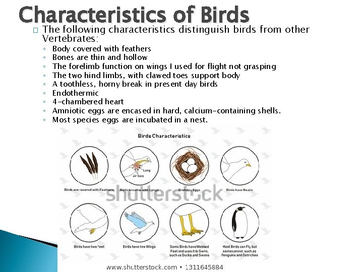 Characteristics of Birds The following characteristics distinguish birds from other � Vertebrates: ◦ ◦