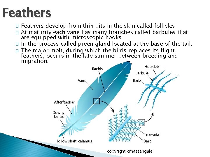 Feathers � � Feathers develop from thin pits in the skin called follicles At