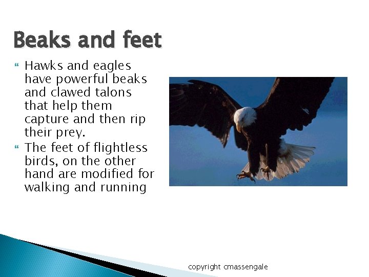 Beaks and feet Hawks and eagles have powerful beaks and clawed talons that help