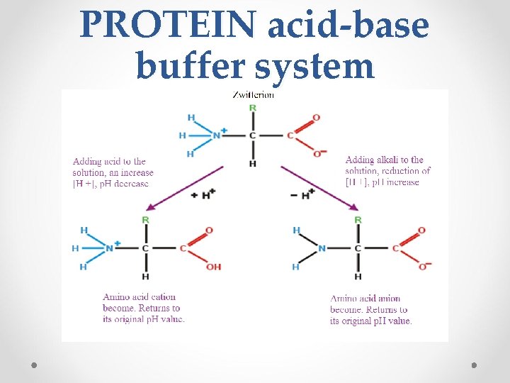 PROTEIN acid-base buffer system 