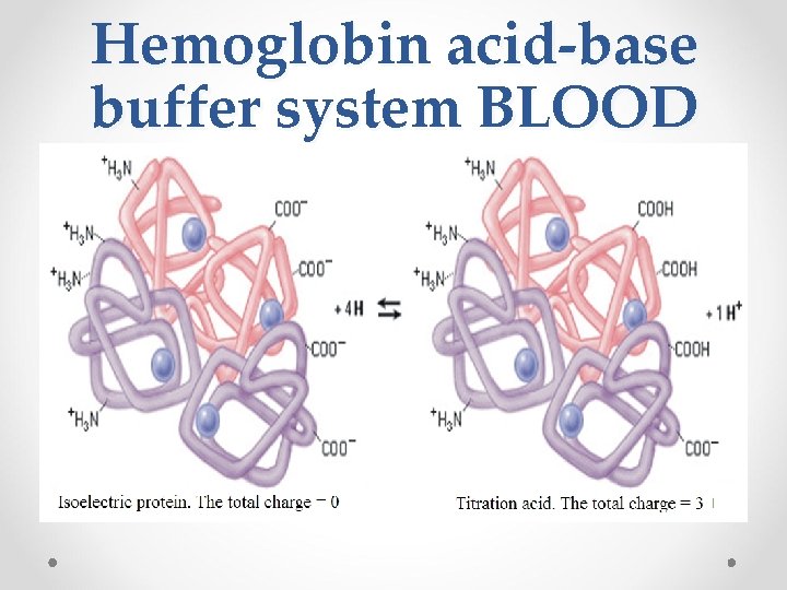 Hemoglobin acid-base buffer system BLOOD 