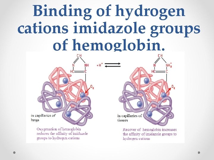Binding of hydrogen cations imidazole groups of hemoglobin. 