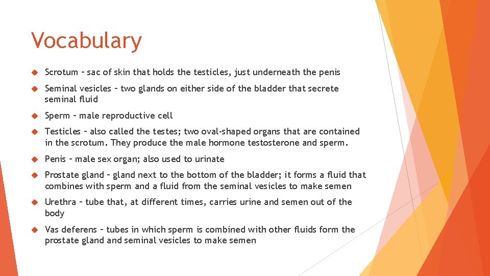 Vocabulary Scrotum – sac of skin that holds the testicles, just underneath the penis