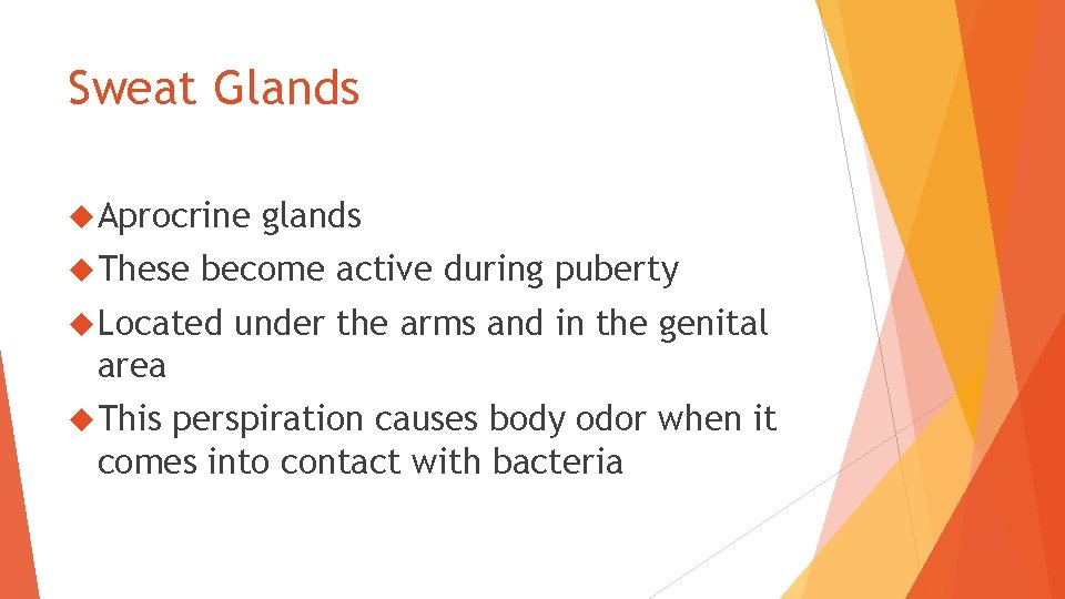Sweat Glands Aprocrine These glands become active during puberty Located under the arms and