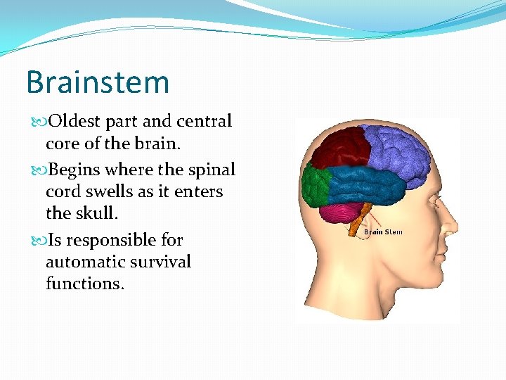 Brainstem Oldest part and central core of the brain. Begins where the spinal cord
