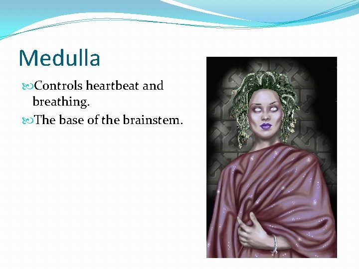 Medulla Controls heartbeat and breathing. The base of the brainstem. 