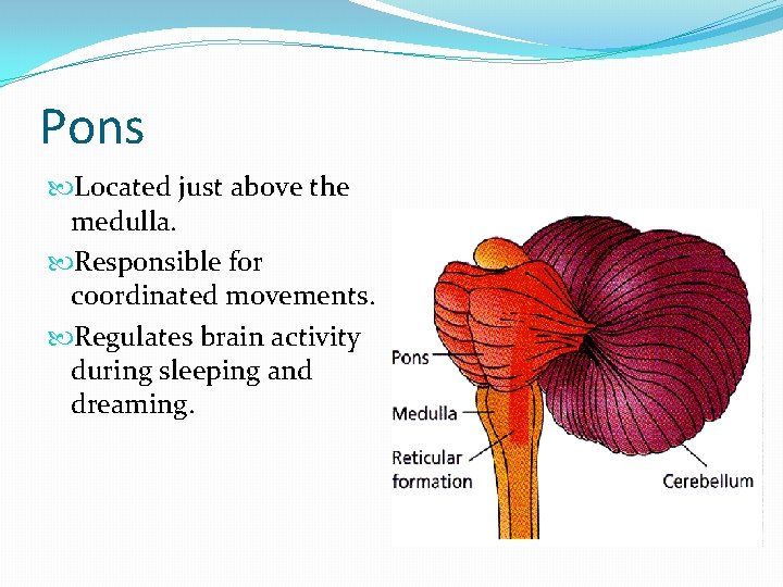 Pons Located just above the medulla. Responsible for coordinated movements. Regulates brain activity during