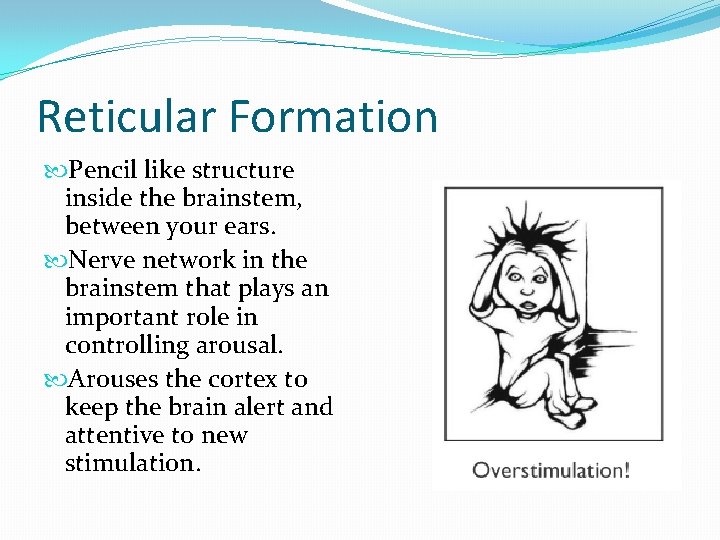Reticular Formation Pencil like structure inside the brainstem, between your ears. Nerve network in