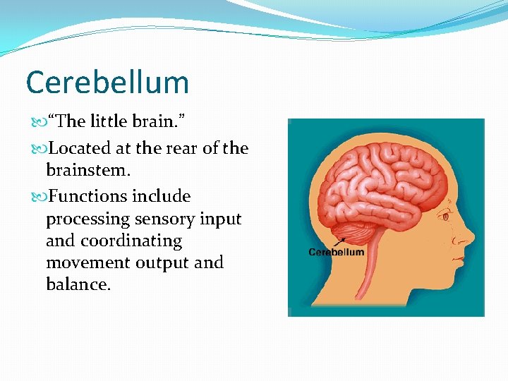 Cerebellum “The little brain. ” Located at the rear of the brainstem. Functions include