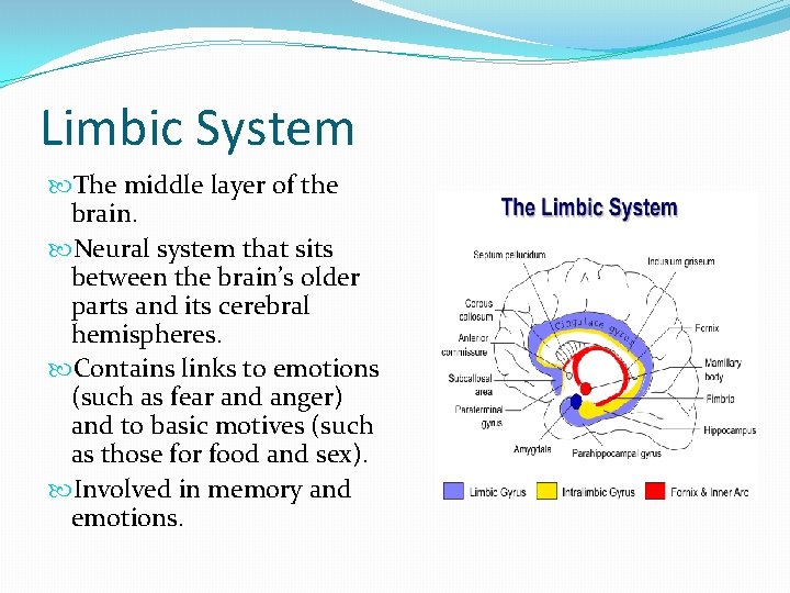 Limbic System The middle layer of the brain. Neural system that sits between the
