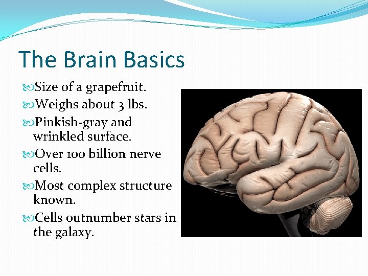 The Brain Basics Size of a grapefruit. Weighs about 3 lbs. Pinkish-gray and wrinkled
