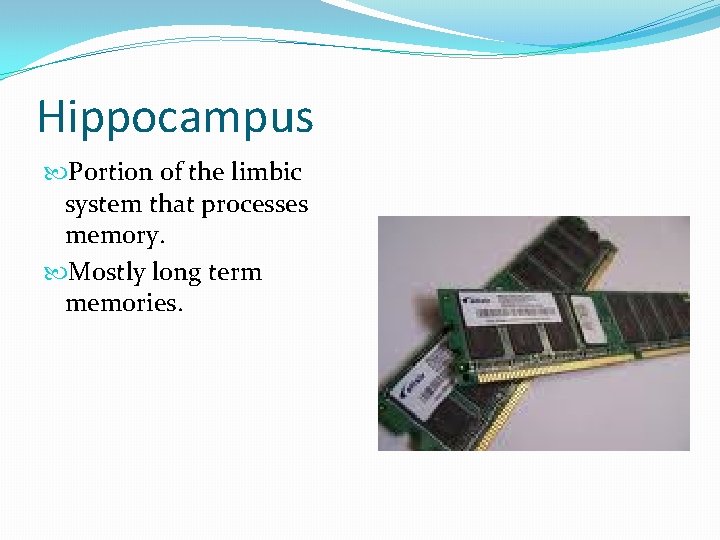 Hippocampus Portion of the limbic system that processes memory. Mostly long term memories. 
