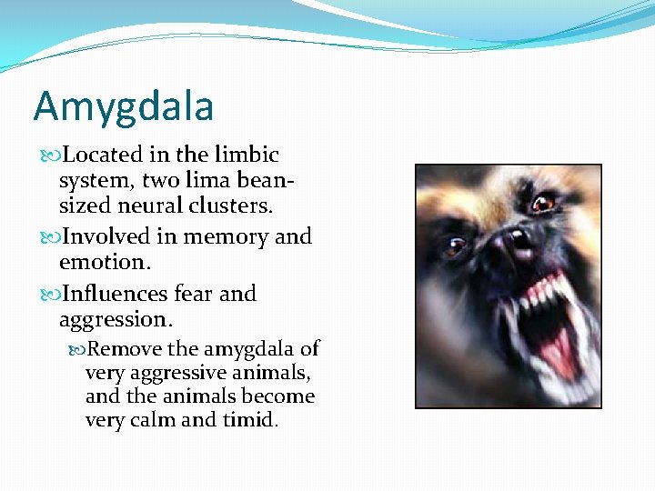 Amygdala Located in the limbic system, two lima beansized neural clusters. Involved in memory