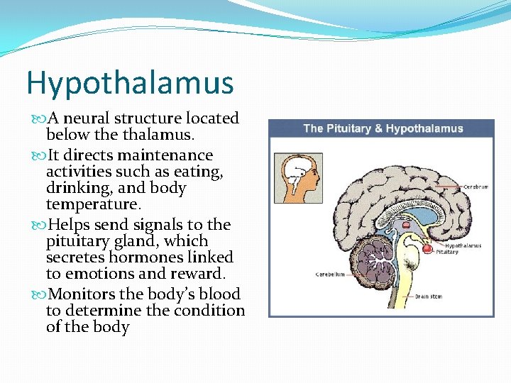 Hypothalamus A neural structure located below the thalamus. It directs maintenance activities such as