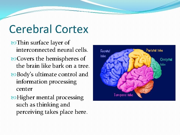 Cerebral Cortex Thin surface layer of interconnected neural cells. Covers the hemispheres of the