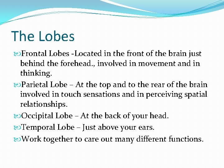 The Lobes Frontal Lobes -Located in the front of the brain just behind the