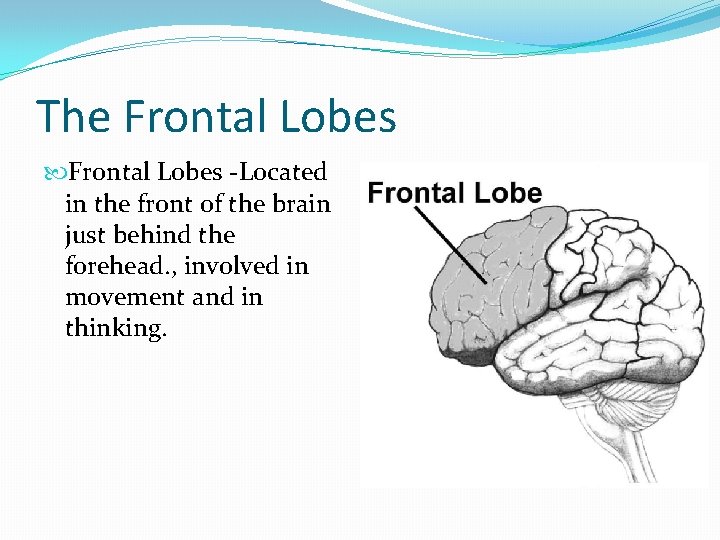 The Frontal Lobes -Located in the front of the brain just behind the forehead.