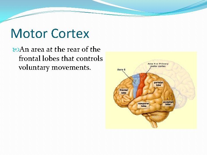 Motor Cortex An area at the rear of the frontal lobes that controls voluntary