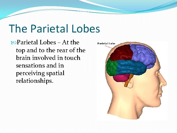 The Parietal Lobes – At the top and to the rear of the brain