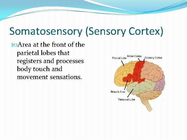 Somatosensory (Sensory Cortex) Area at the front of the parietal lobes that registers and