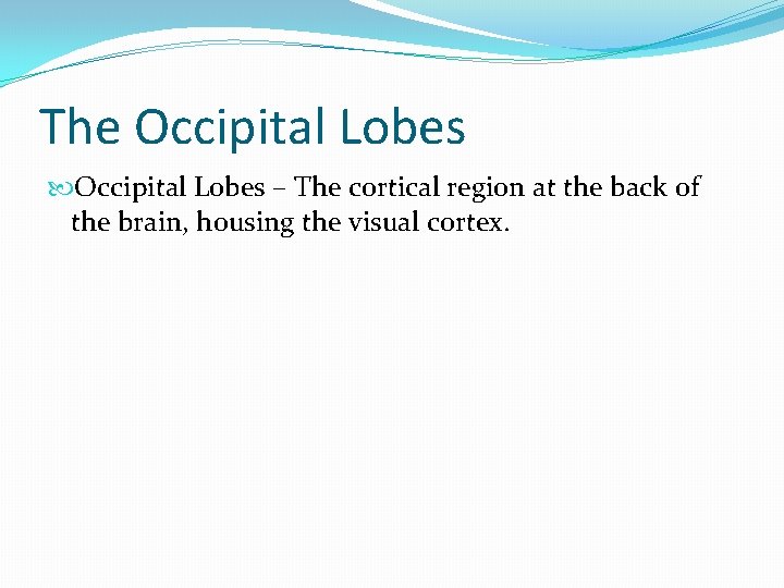 The Occipital Lobes – The cortical region at the back of the brain, housing