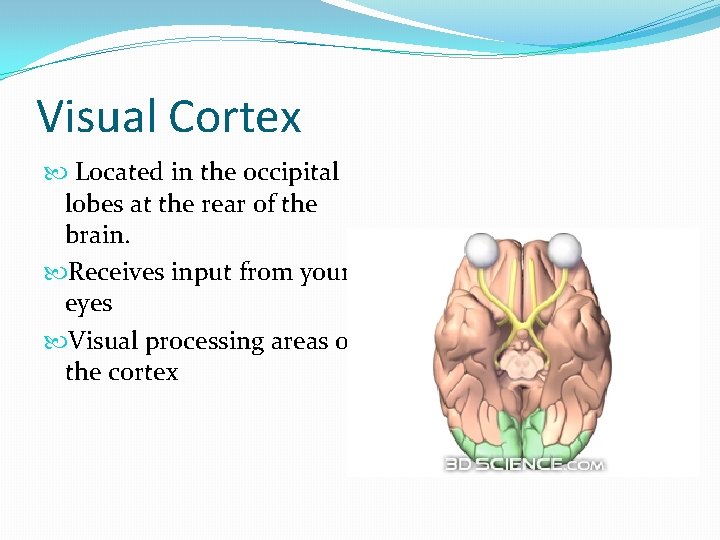 Visual Cortex Located in the occipital lobes at the rear of the brain. Receives