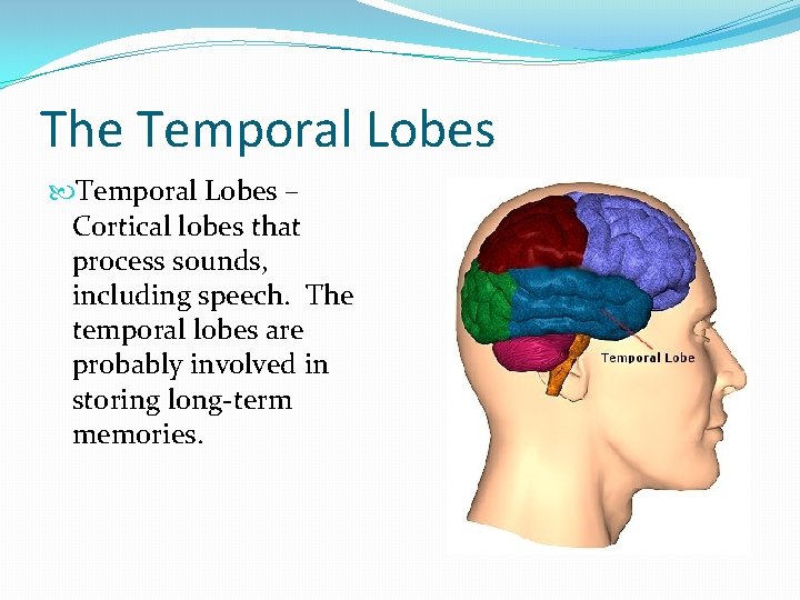 The Temporal Lobes – Cortical lobes that process sounds, including speech. The temporal lobes