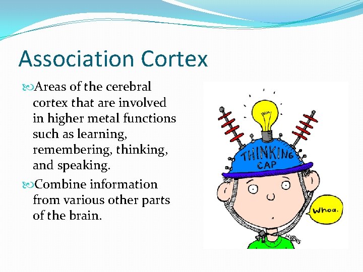 Association Cortex Areas of the cerebral cortex that are involved in higher metal functions