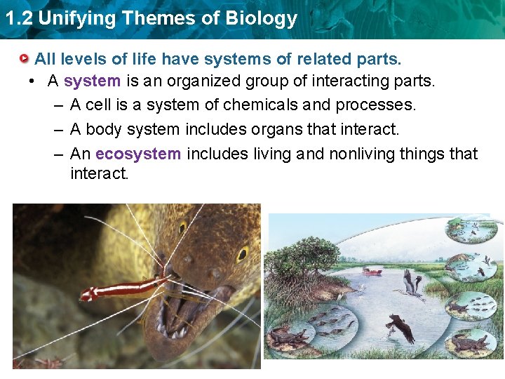 1. 2 Unifying Themes of Biology All levels of life have systems of related