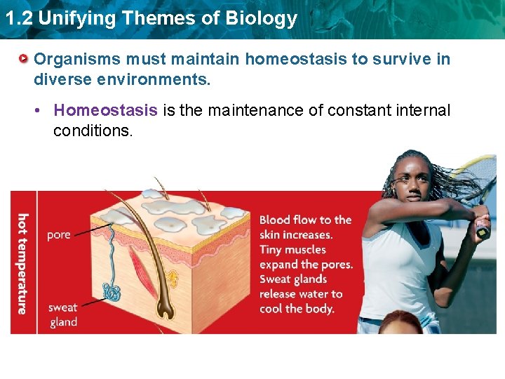 1. 2 Unifying Themes of Biology Organisms must maintain homeostasis to survive in diverse