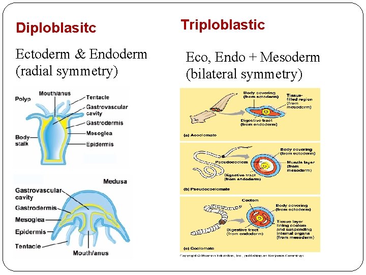Diploblasitc Ectoderm & Endoderm (radial symmetry) Triploblastic Eco, Endo + Mesoderm (bilateral symmetry) 