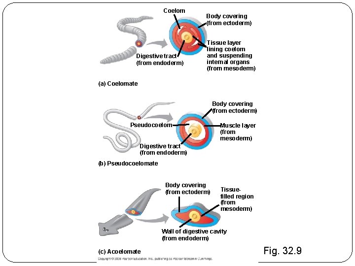 Coelom Digestive tract (from endoderm) Body covering (from ectoderm) Tissue layer lining coelom and