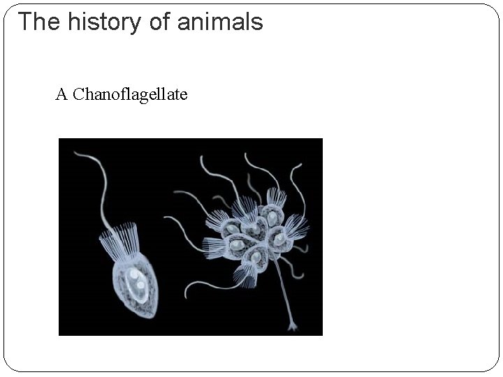The history of animals A Chanoflagellate 